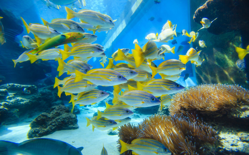 沖縄美ら海水族館